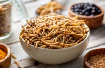 Zaskakujące korzyści zdrowotne spożywania owadów: Co nauka mówi o nowym Superfood?