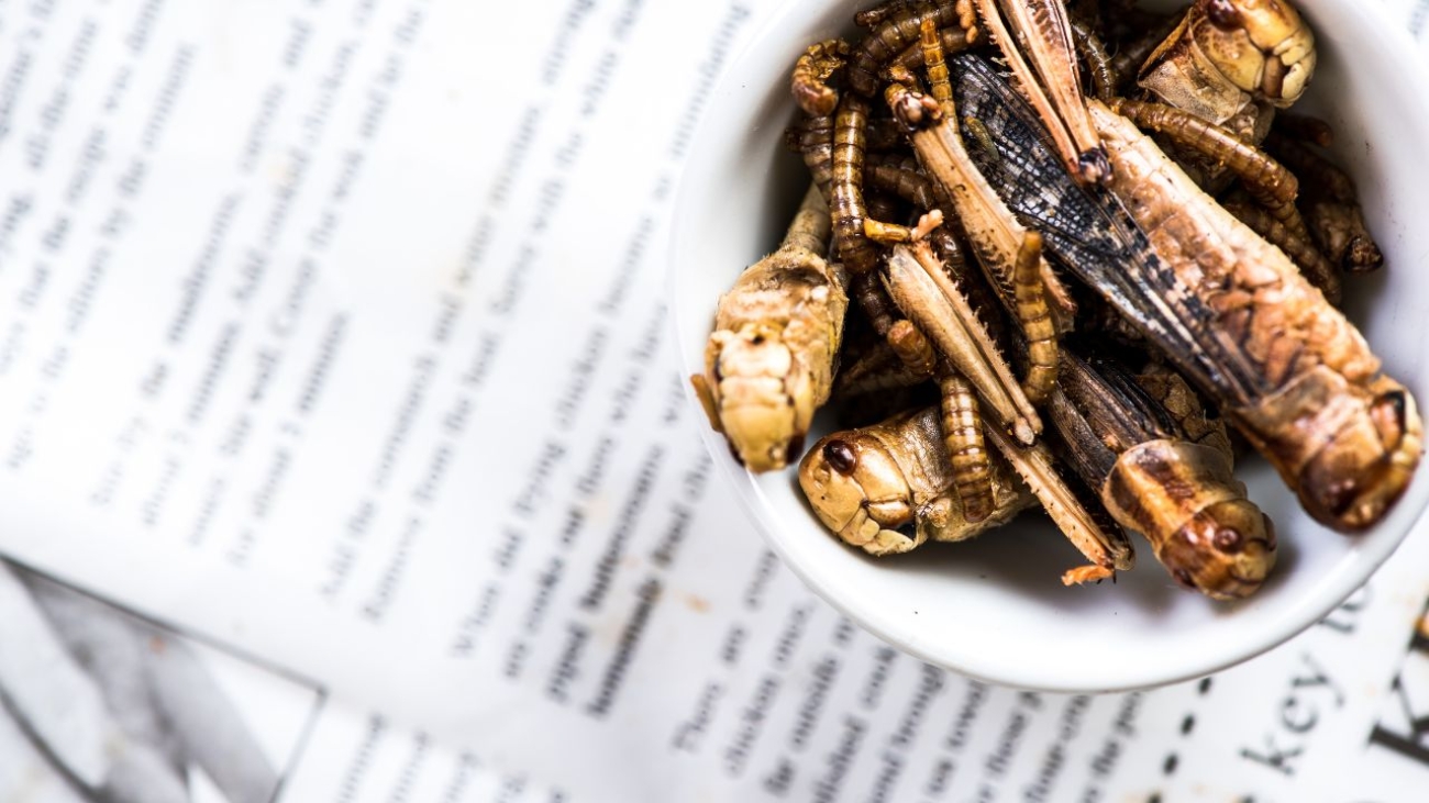 Chrupiące Robaczki: Odkryj nową przekąskę z larw mącznika w różnych smakach