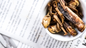 Chrupiące Robaczki: Odkryj nową przekąskę z larw mącznika w różnych smakach