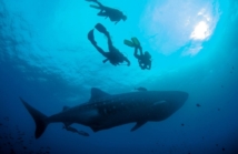 Wodne cuda Galapagos: niezwykłe spotkania z morskimi stworzeniami