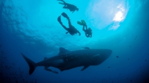 Wodne cuda Galapagos: niezwykłe spotkania z morskimi stworzeniami