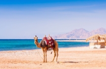 7 rzeczy, które musisz wiedzieć przed wyprawą na safari nurkowe w Egipcie