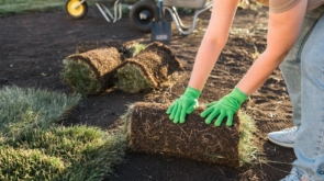 Porównanie zakładania trawnika z siewu i z rolki: która metoda jest lepsza?