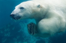 Falklandy, Georgia Południowa, Półwysep Antarktyczny – porównanie regionów do odwiedzenia