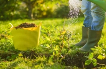 Sadzenie roślin – dobór gatunków do warunków gleby i nasłonecznienia