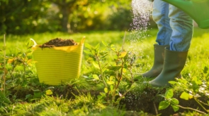 Sadzenie roślin – dobór gatunków do warunków gleby i nasłonecznienia