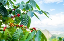 Kraj pochodzenia kawy – Brazylia, Kolumbia, Gwatemala – jak smak zależy od miejsca?