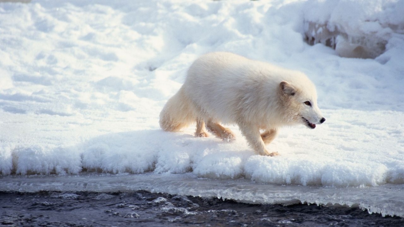 Dlaczego Arktyka staje się modnym kierunkiem podróży?