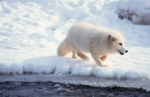 Dlaczego Arktyka staje się modnym kierunkiem podróży?