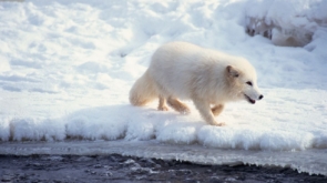 Dlaczego Arktyka staje się modnym kierunkiem podróży?