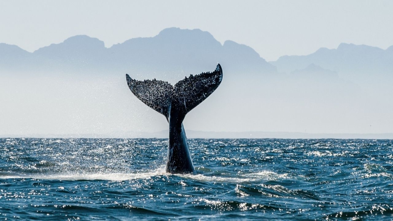 Polinezja – nurkowanie z humbakami