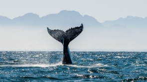 Polinezja – nurkowanie z humbakami