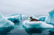 Zwierzęta Antarktydy – co można zobaczyć